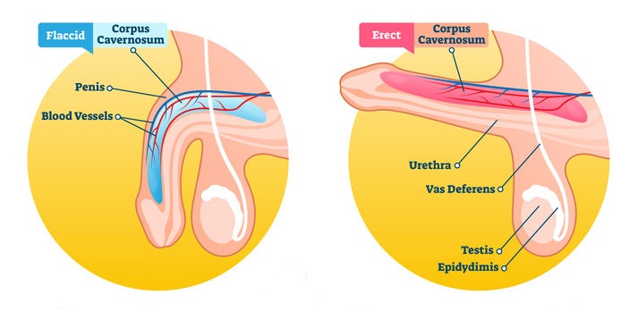 Connection between too much masturbation and erectile dysfunction